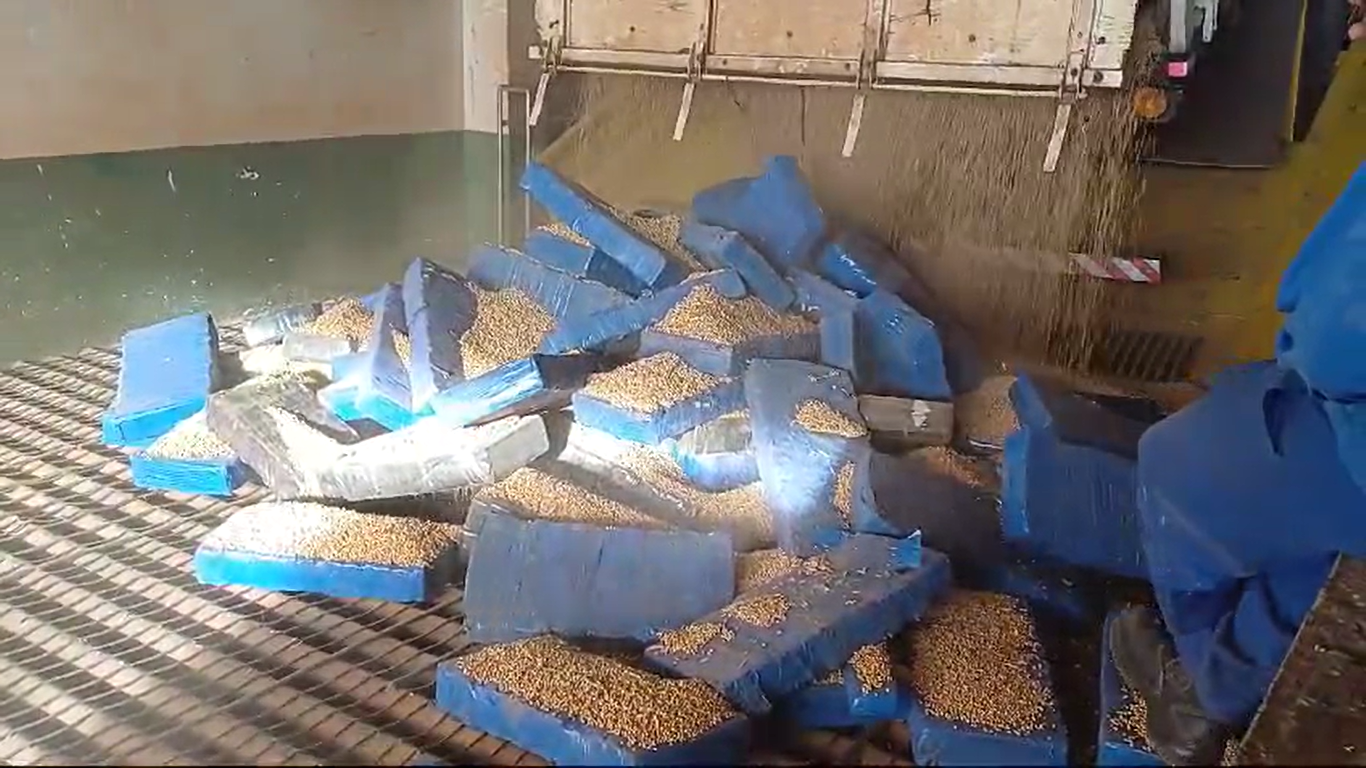 Aduana: Analistas-Tributários atuam na apreensão 3.560 kg de maconha em Cambé/PR